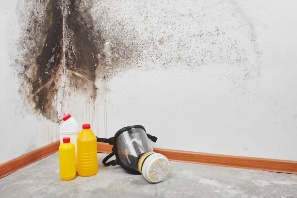 Best Office Mold Removal Services  in Rancho San Diego, CA