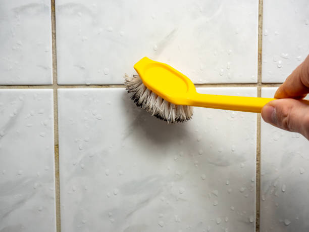 Reliable Rancho San Diego, CA Mold Removal Solutions