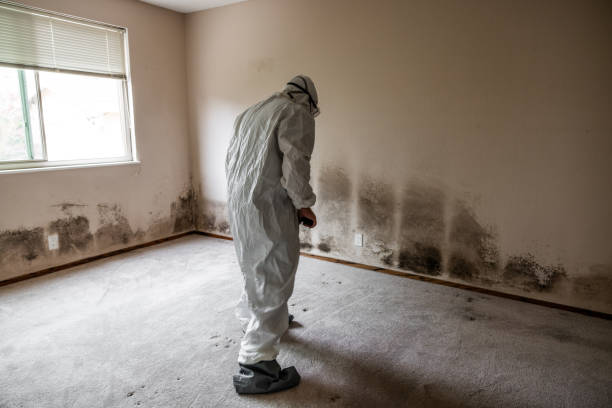 Mold Removal and Inspection in Rancho San Diego, CA