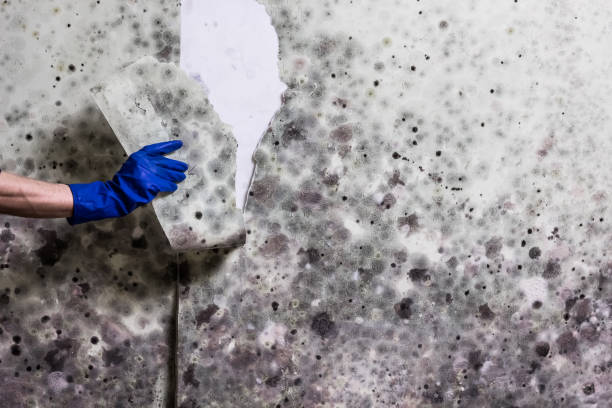 Best Attic Mold Removal  in Rancho San Diego, CA