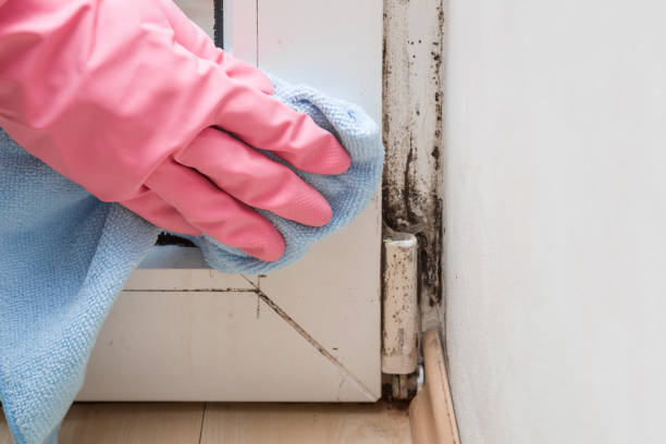 Best Mold Damage Repair  in Rancho San Diego, CA