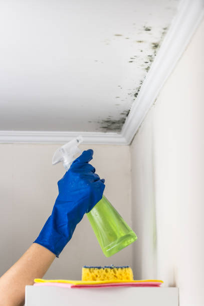 Best Best Mold Removal Companies  in Rancho San Diego, CA